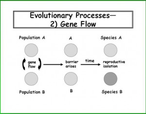Genetic diversity-5-6-evolusi dan spesiasi