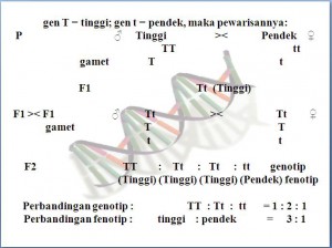 Genetika (3) 2-2-mendelian genetics