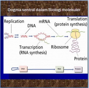 Genetika 6-7 -dasar biokimiawi hereditas 2 aliran informasi genetik
